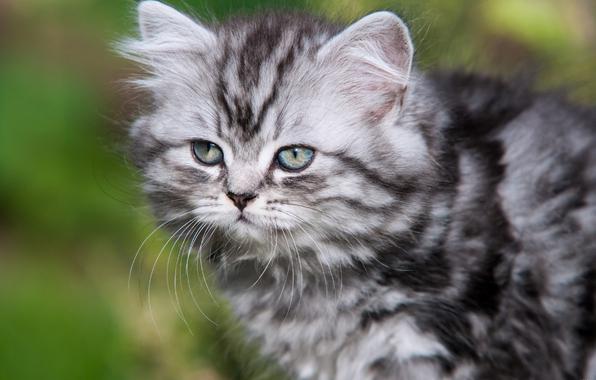 порода кошек британская длинношерстная фото