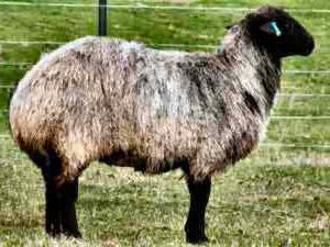 О курдючном баране: описание, уход и разведение овец курдючной породы