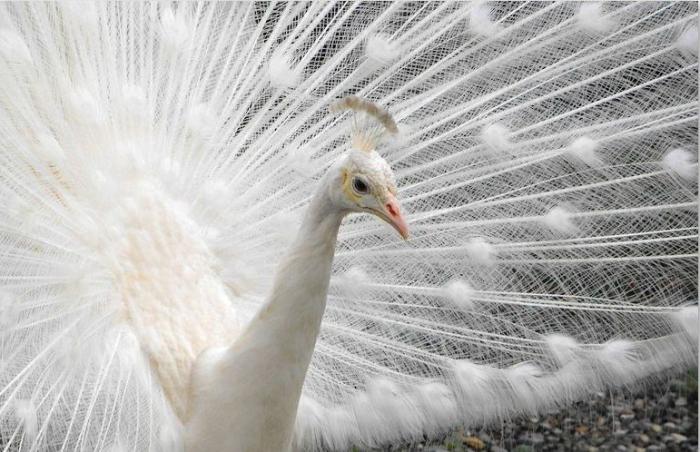 Белые голуби павлины