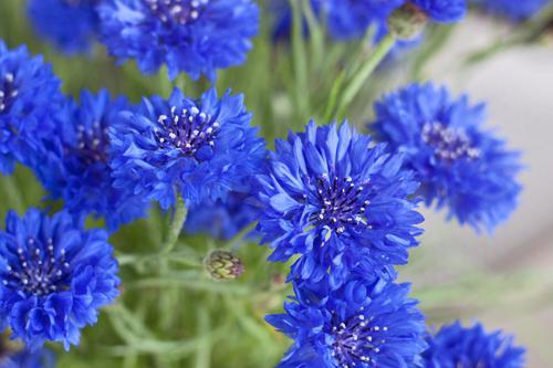 василек голубой цветок