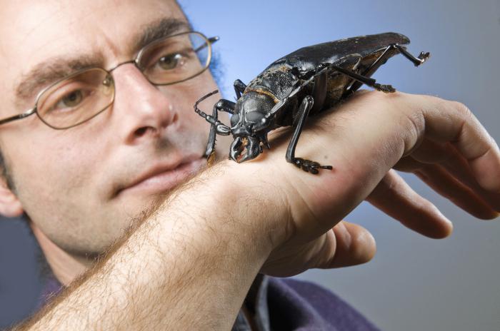 самое большое насекомое в мире natgeo