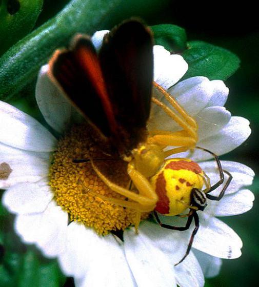 желтый паук краб