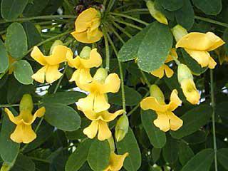 цветы желтой акации 
