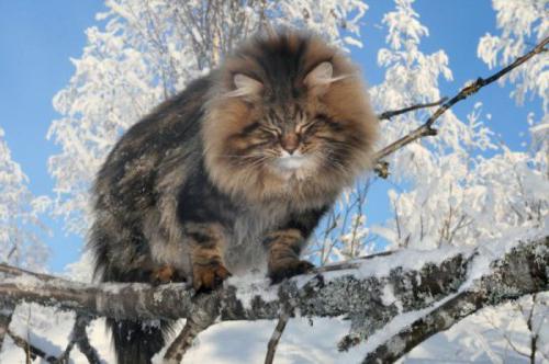 топ 10 самых красивых кошек