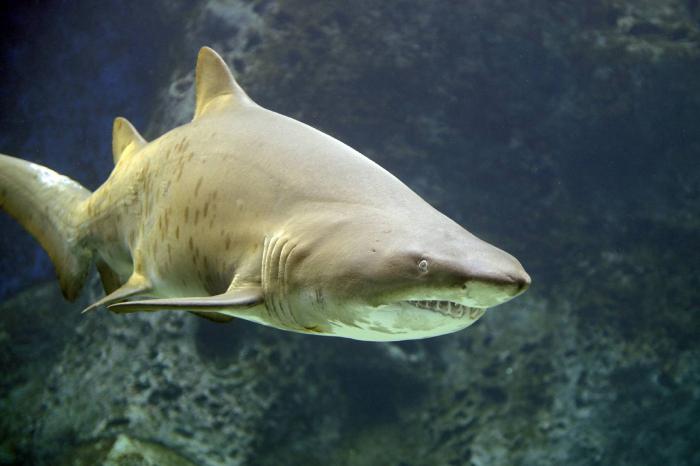 топ самых опасных акул мира