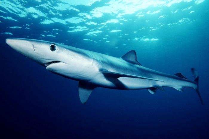 самая опасная акула в мире