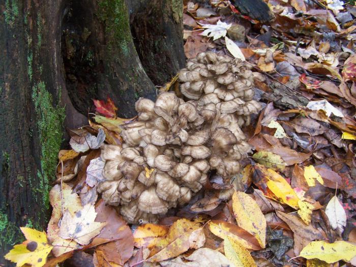 баран грибы