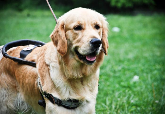 Собаки для слепых людей: пес поводырь