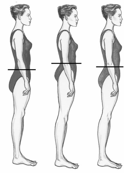 пропорции тела