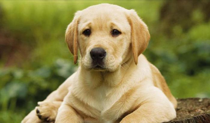 самые популярные породы собак в мире