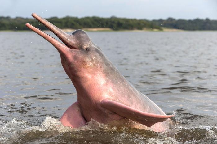 речные дельфины где обитают