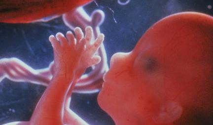Внутриутробное развитие ребенка по месяцам таблица thumbnail