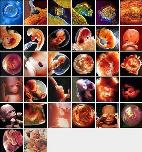 Внутриутробное развитие ребенка: периоды и этапы с фото. Внутриутробное развитие ребенка по месяцам