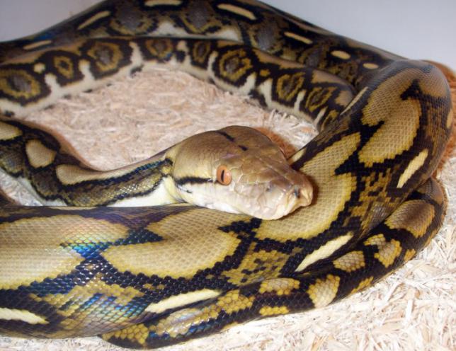 Тигровый питон содержание в домашних условиях – python molurus