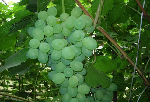 виноград лора описание сорта 