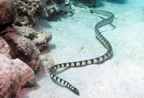 виды змей и их названия с фото