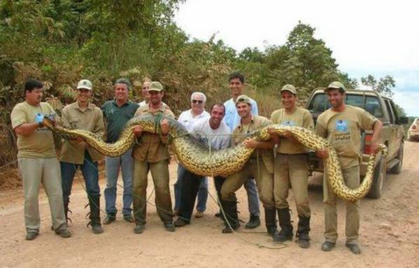 топ 10 самых длинных змей мира 