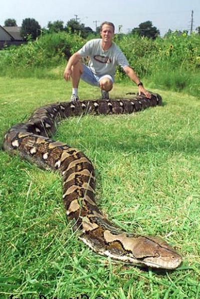 самая длинная змея в мире сколько метров 