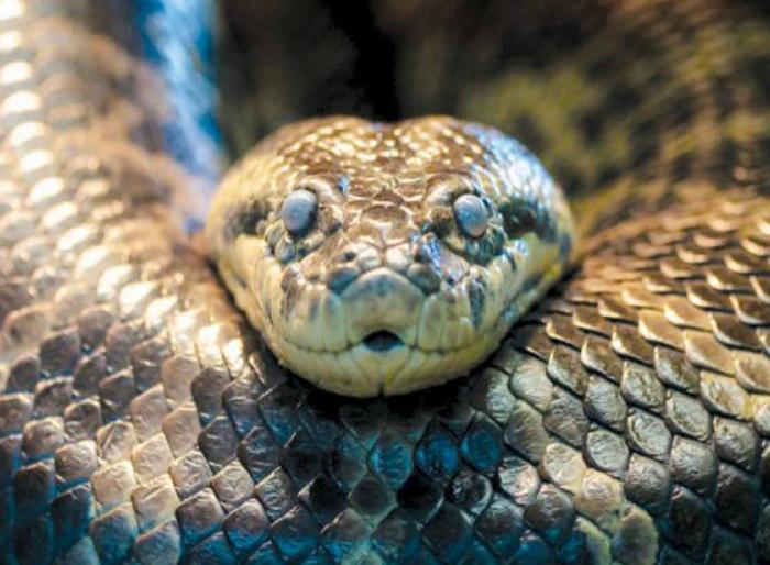 самая длинная змея в мире 