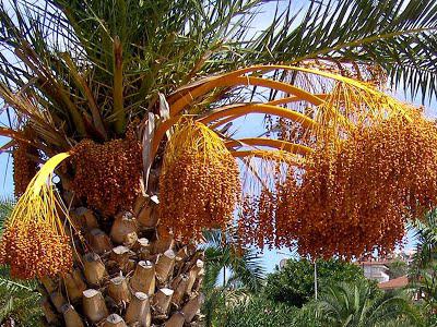 Сколько лет живут финиковые пальмы?