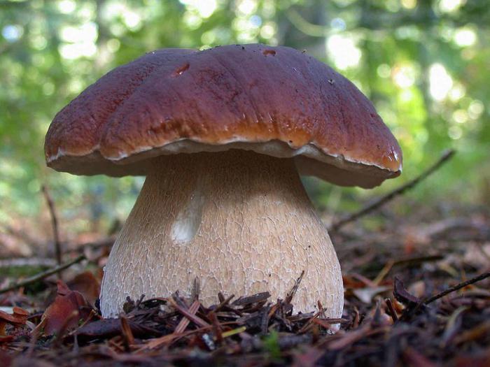 съедобные трубчатые грибы