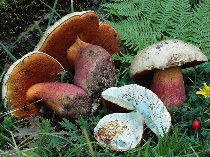 ядовитые трубчатые грибы