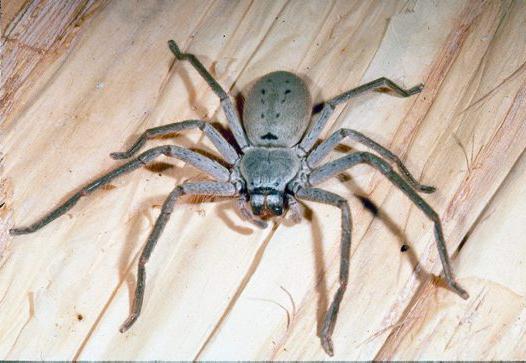 гигантский крабовый паук
