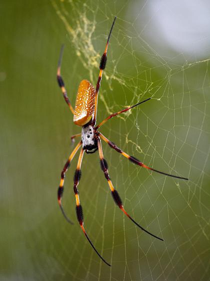 гигантские пауки фото