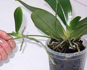 размножение орхидеи фаленопсис в домашних условиях 