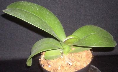 орхидеи фаленопсис фото размножение 