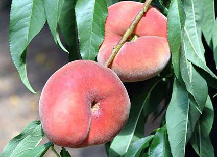 Как называется плоский персик, инжирный нектарин