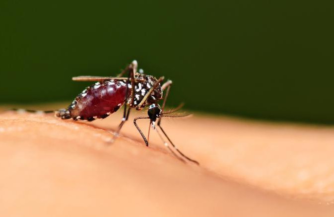 сколько живут комары без крови