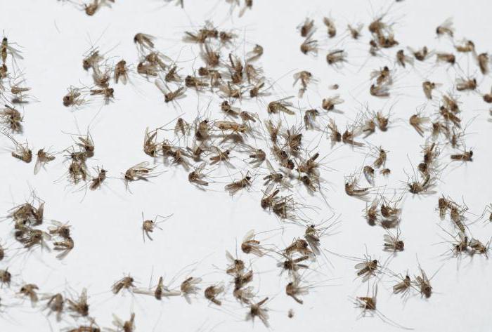 сколько живут комары в квартире