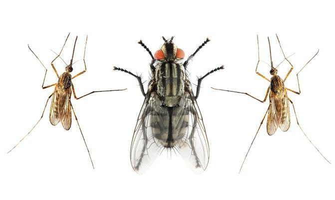 сколько живут мухи и комары
