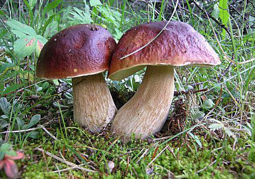 съедобные грибы названия