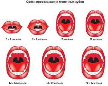 схема прорезывания зубов у детей до года