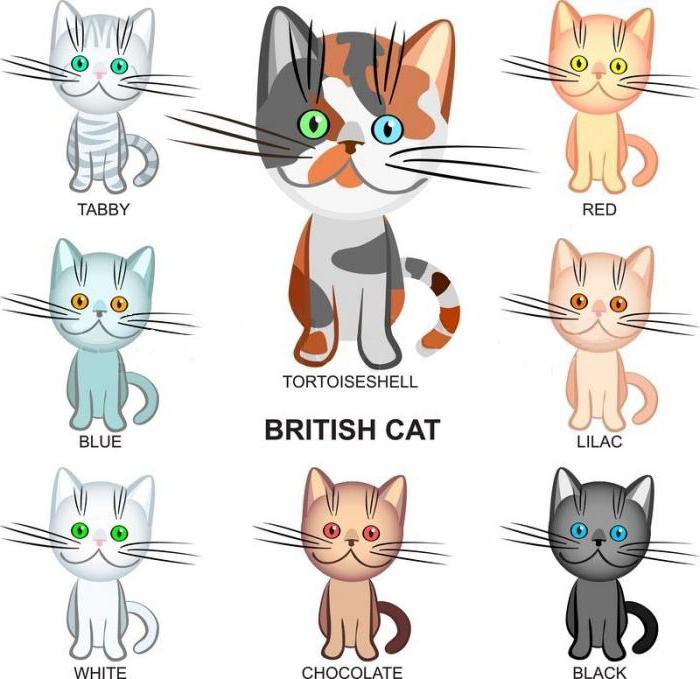 Весь спектр окраса британцев: чёрный, голубой, лиловый, мраморный, шоколадный, белый, рыжий, фото британской породы кота, описание кошек