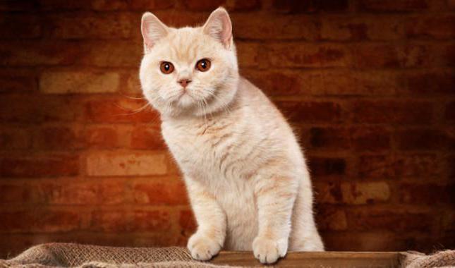 таблица окрасов британских кошек