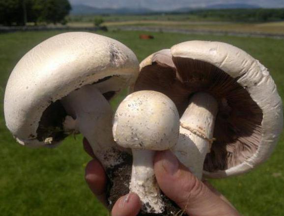 какие грибы растут в июле