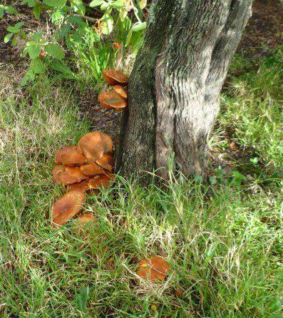 какие грибы собирают в июле