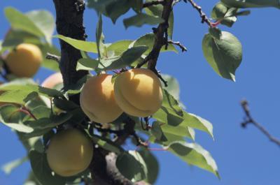 Как выращивать абрикос в домашних условиях?