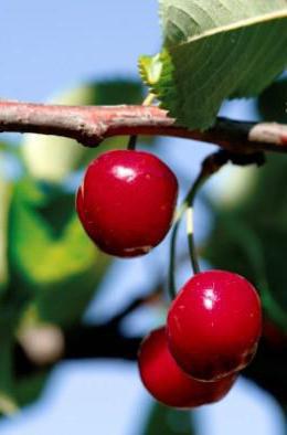 польза вишни и черешни для здоровья