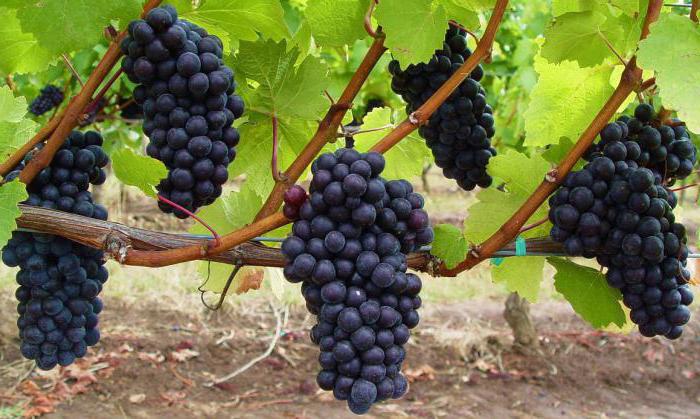 Самые хорошие сорта винограда: посадка и уход