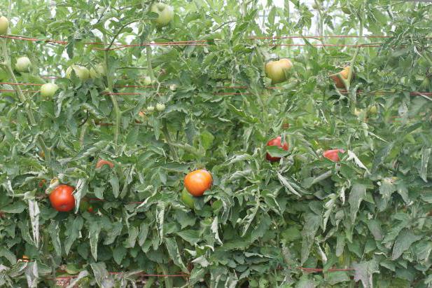 как ухаживать за помидорами в грунте