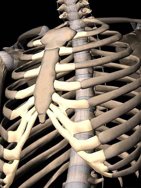 строение грудной клетки человека внутренние органы