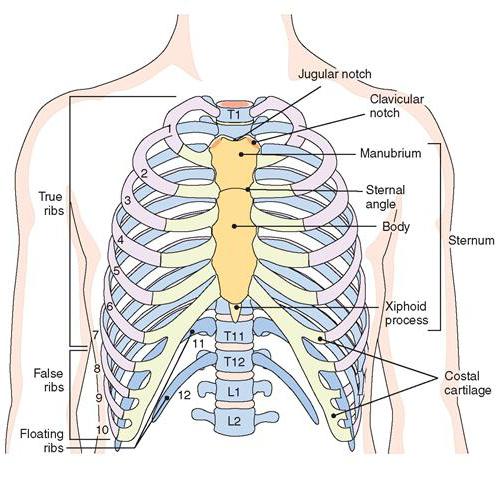 Грудная клетка человека анатомия с подписями рисунок