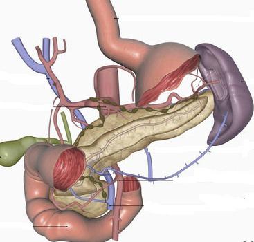 Поджелудочной железы свиньи. Поджелудочная железа коровы. Поджелудочная железа анатомия человека. Анатомия человека внутренние органы мужчины поджелудочная железа. Поджелудочная железа свиньи.