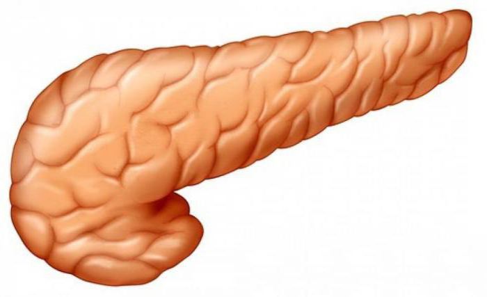 Строение внутренних органов желудок и поджелудочная железа thumbnail