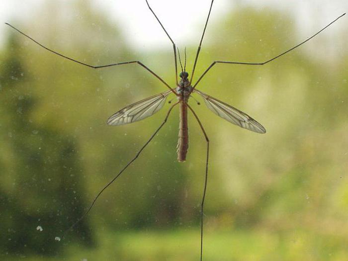 самый большой комар в мире