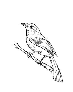 как рисовать птиц карандашом поэтапно